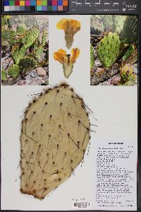 Opuntia engelmannii image