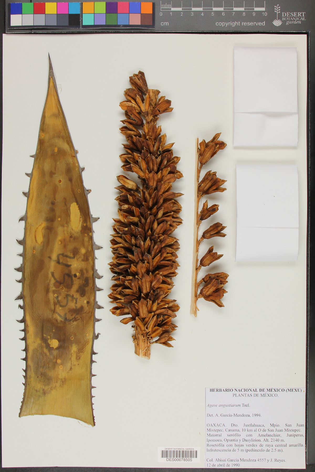 Agave angustiarum image