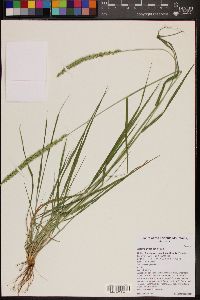 Setaria grisebachii image