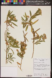 Baccharis salicifolia image