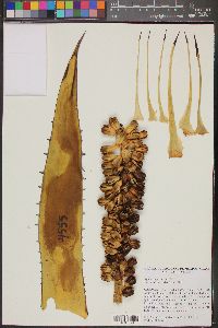 Image of Agave angustiarum
