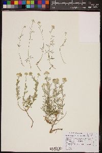 Sphaeromeria cana image