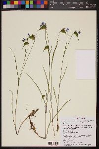 Commelina dianthifolia var. longispatha image
