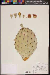 Opuntia oricola image