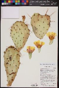 Opuntia phaeacantha image