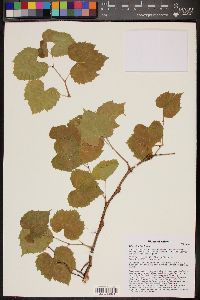 Vitis arizonica image