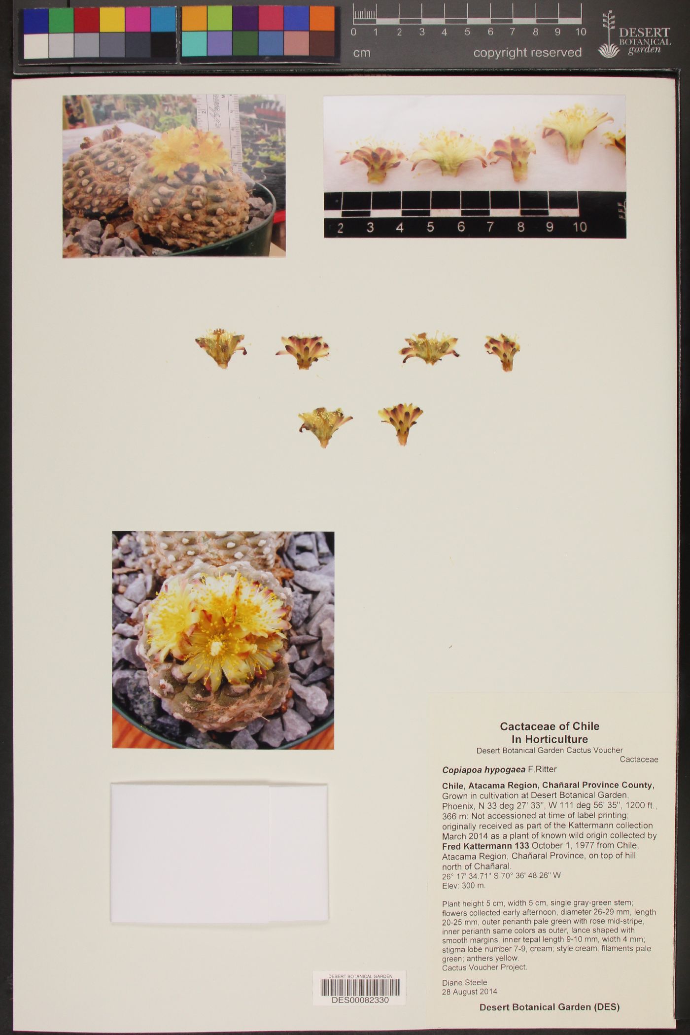 Copiapoa hypogaea image