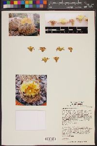 Image of Copiapoa hypogaea