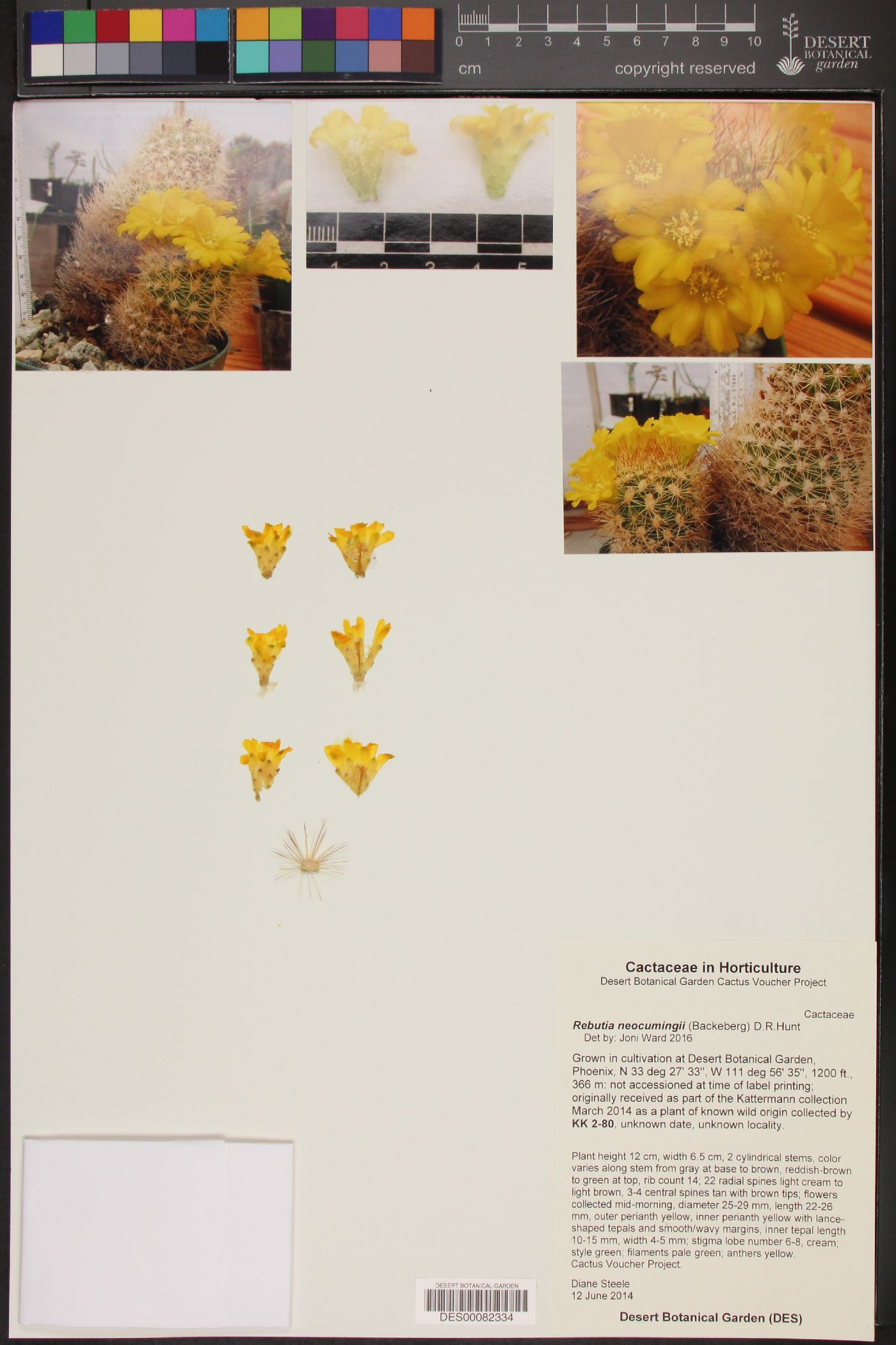 Rebutia neocumingii image