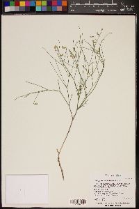 Image of Astragalus convallarius