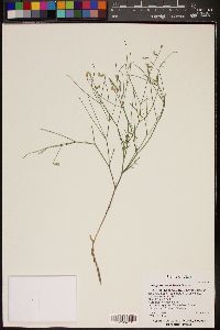 Astragalus convallarius image