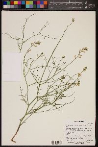 Image of Astragalus lancearius