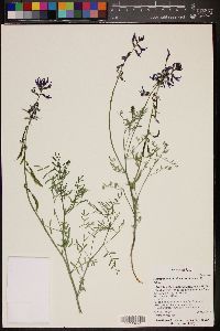 Astragalus coltonii var. moabensis image