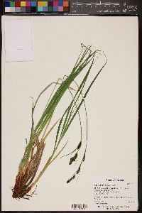 Carex endlichii image
