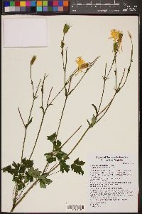 Aquilegia chrysantha image