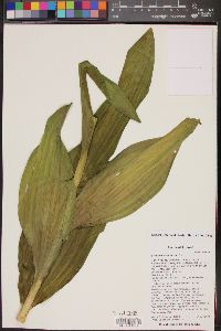 Veratrum californicum image