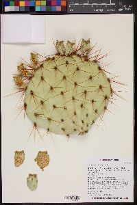 Opuntia × curvispina image
