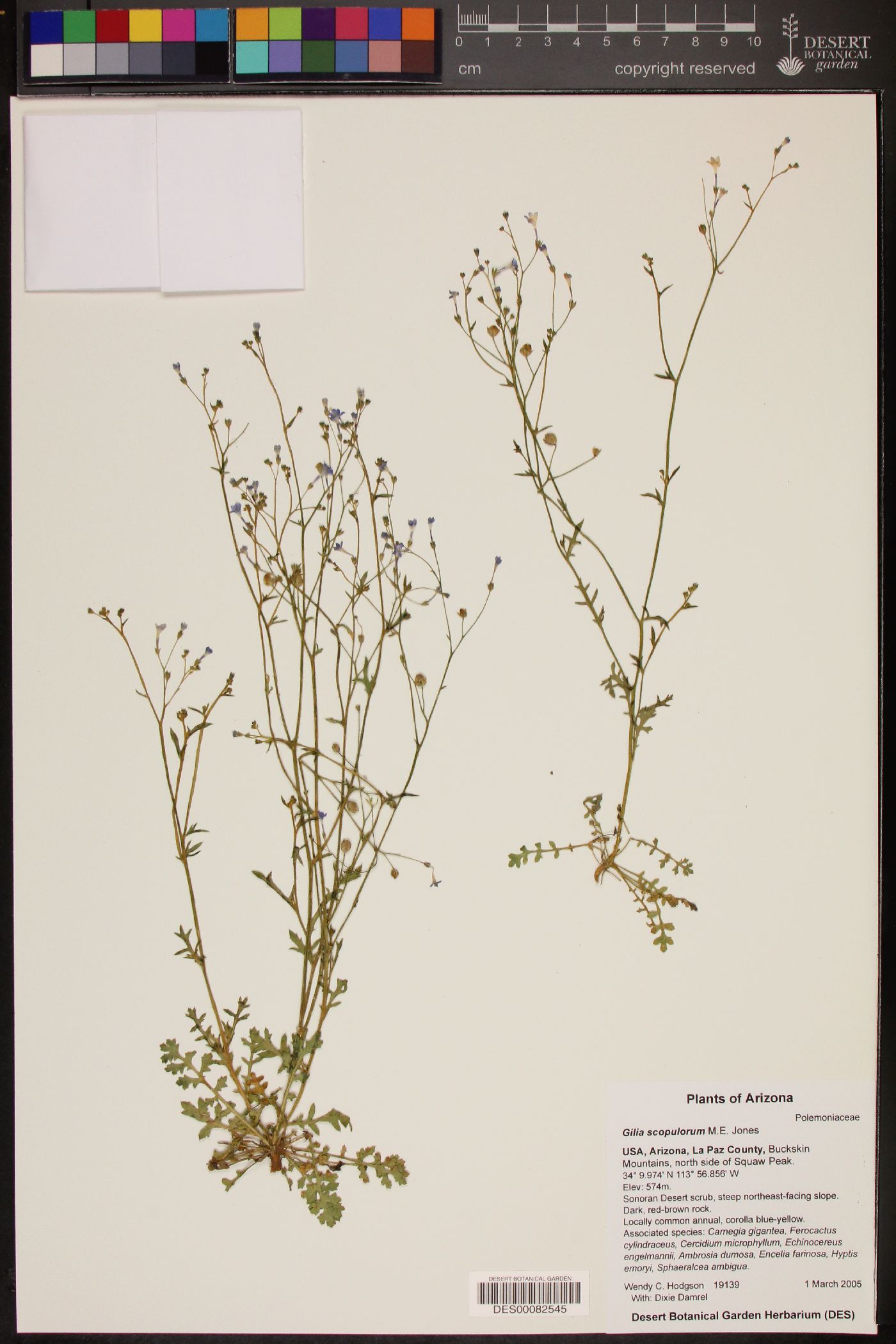 Gilia scopulorum image