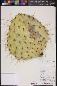 Opuntia engelmannii image