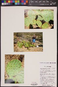 Opuntia engelmannii var. flavispina image