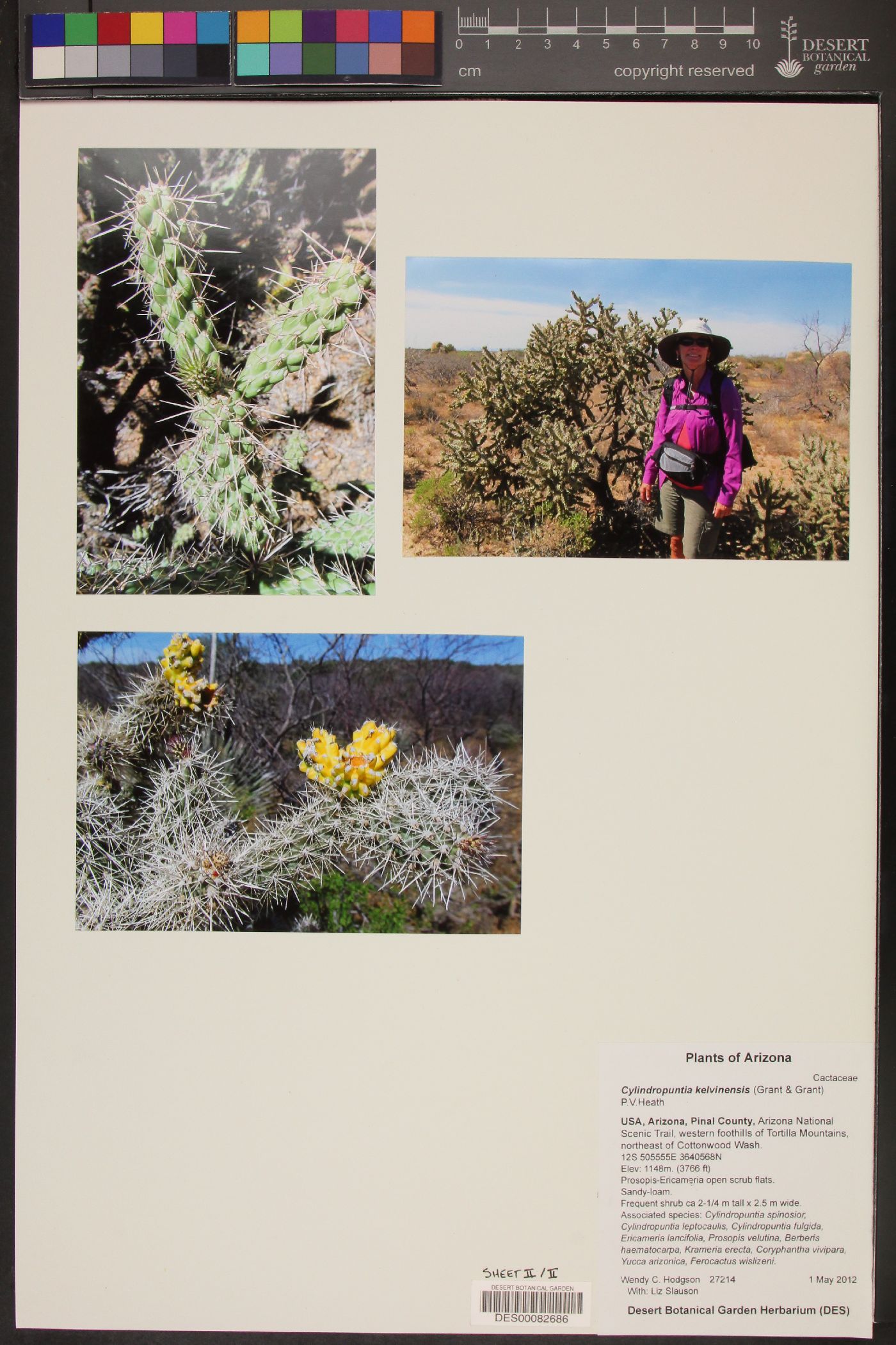 Cylindropuntia kelvinensis image