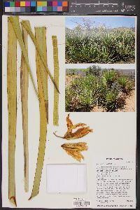 Yucca baccata var. brevifolia image
