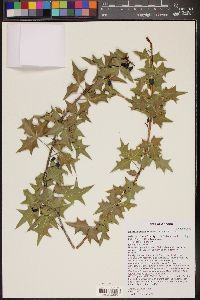 Berberis harrisoniana image