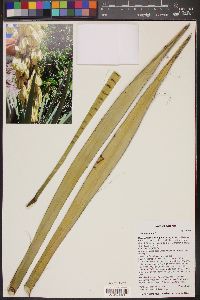 Yucca baccata image