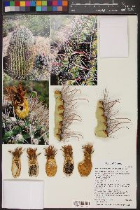 Ferocactus wislizeni image