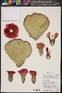 Opuntia basilaris image