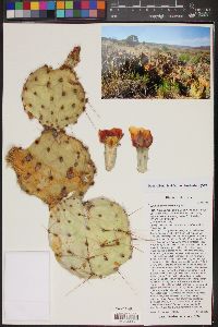 Opuntia phaeacantha image