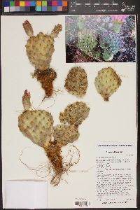 Opuntia pinkavae image