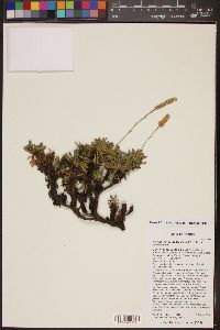 Petrophyton caespitosum var. caespitosum image