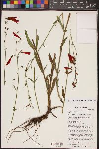 Penstemon barbatus var. barbatus image