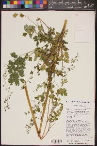 Thalictrum fendleri image