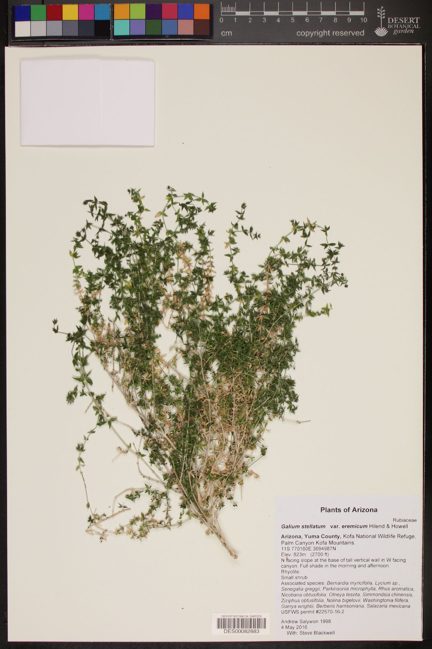 Galium stellatum subsp. eremicum image