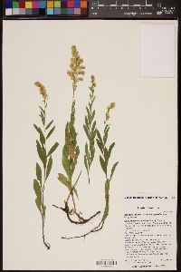 Solidago velutina image