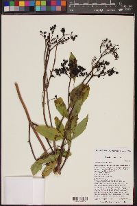 Sambucus cerulea image