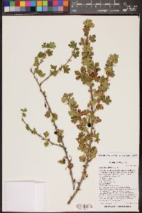 Ribes leptanthum image