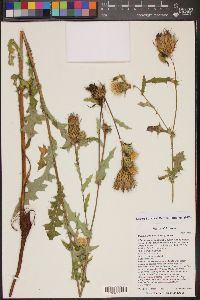 Cirsium wheeleri image