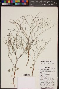 Eriogonum palmerianum image