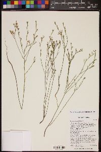 Linum aristatum image