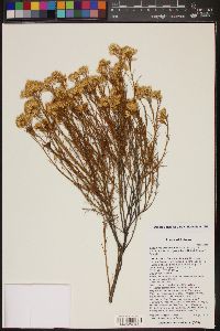 Ericameria nauseosa var. graveolens image