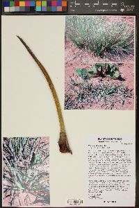 Image of Yucca endlichiana