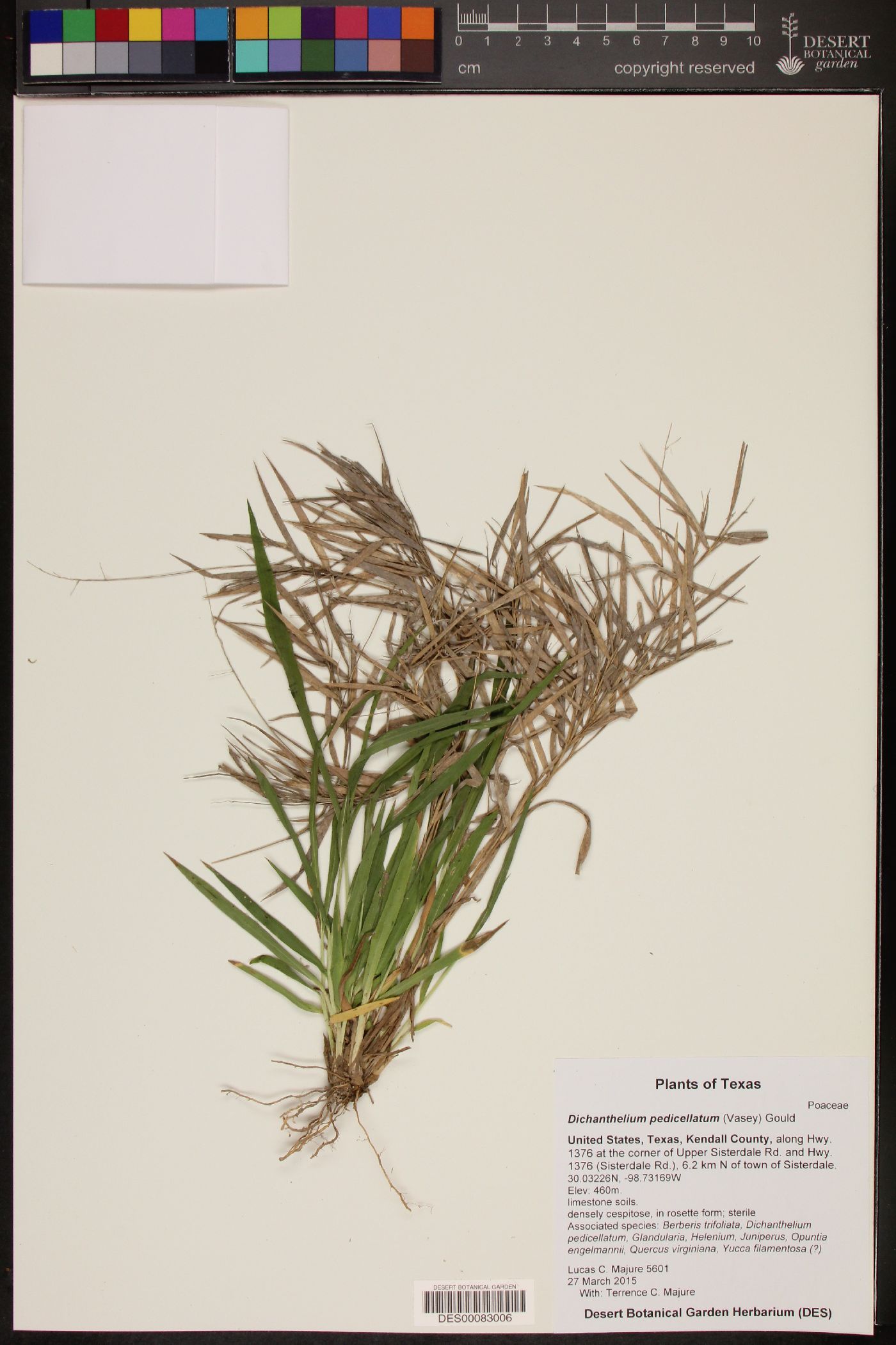 Dichanthelium pedicellatum image