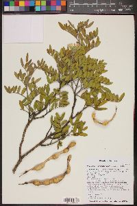 Dermatophyllum arizonicum image