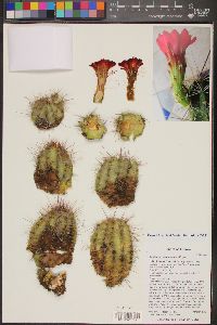 Echinocereus coccineus image