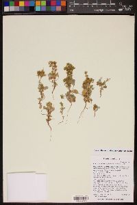 Chorizanthe corrugata image