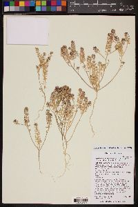 Lepidium lasiocarpum var. lasiocarpum image