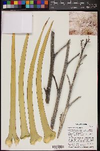 Image of Agave × ajoensis